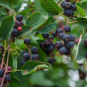Amelanchier spicata
