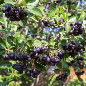 Aronia melanocarpa