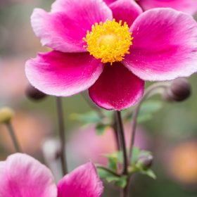 Anemone hybrida 