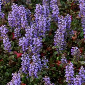 Ajuga reptans 