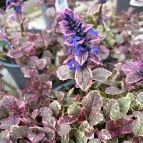 Ajuga