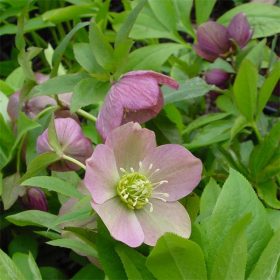 Helleborus