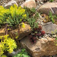 Sziklakerti évelők