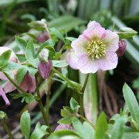 Örökzöld évelők