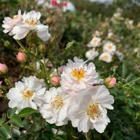 Talajtakaró rózsák