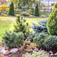 Törpe örökzöldek