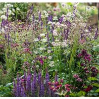 Talajtakaró, alacsony évelők